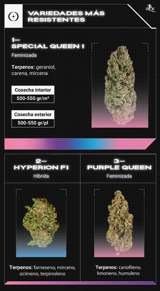 Top RQS Resistant Strains