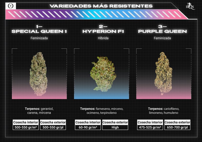 Top RQS Resistant Strains