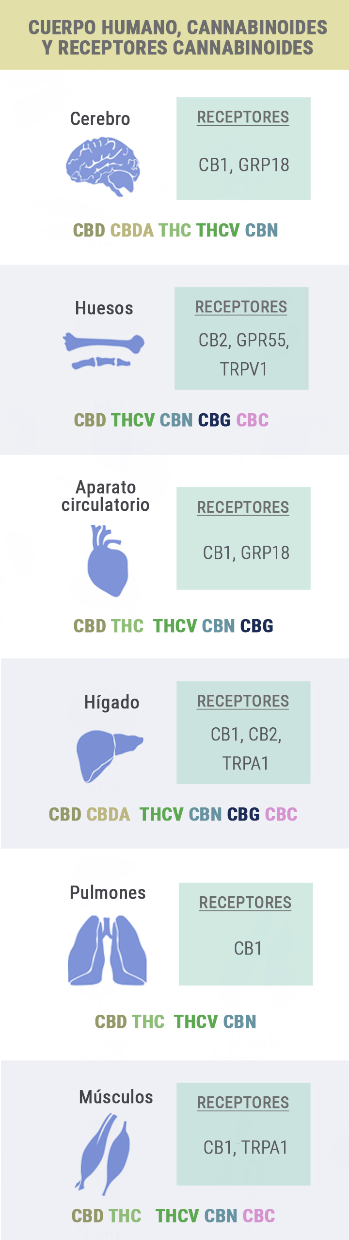 Body, Cannabinoids and Receptors