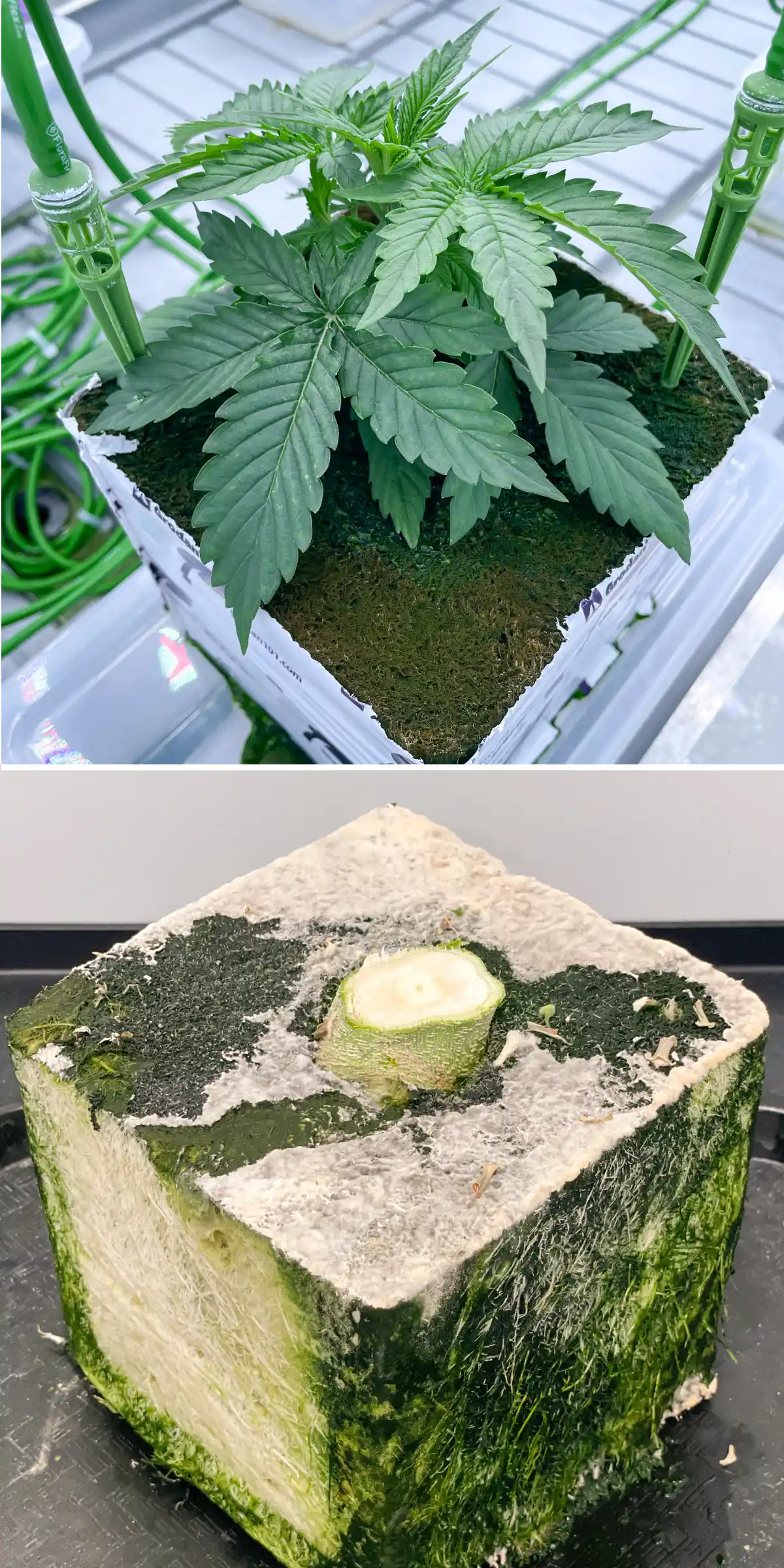 Vista lado a lado de cannabis en lana de roca durante un ensayo controlado de lavado, mostrando una planta joven con estacas de riego y un bloque de lana de roca cortado con desarrollo radicular visible.