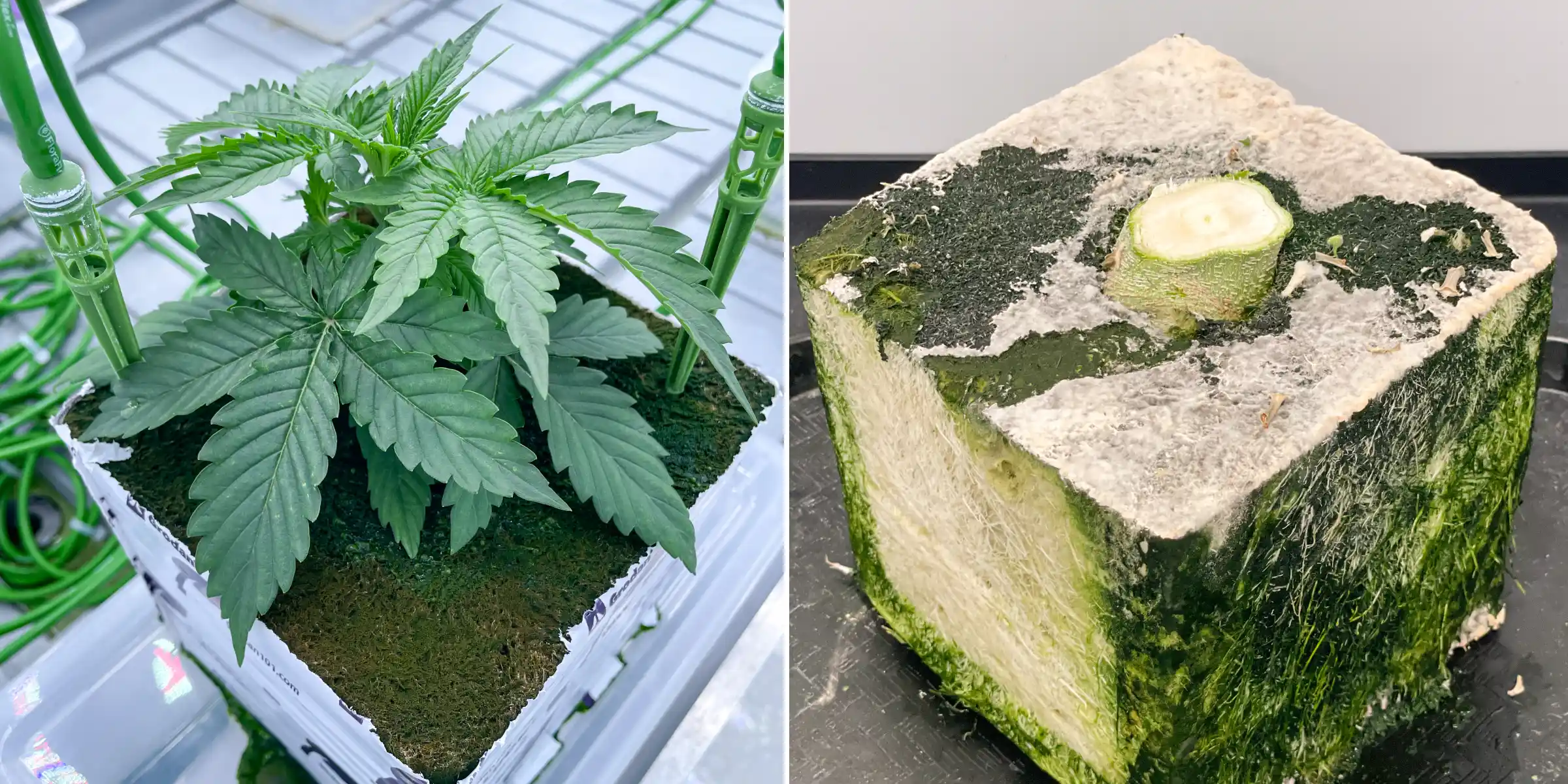 Vista lado a lado de cannabis en lana de roca durante un ensayo controlado de lavado, mostrando una planta joven con estacas de riego y un bloque de lana de roca cortado con desarrollo radicular visible.
