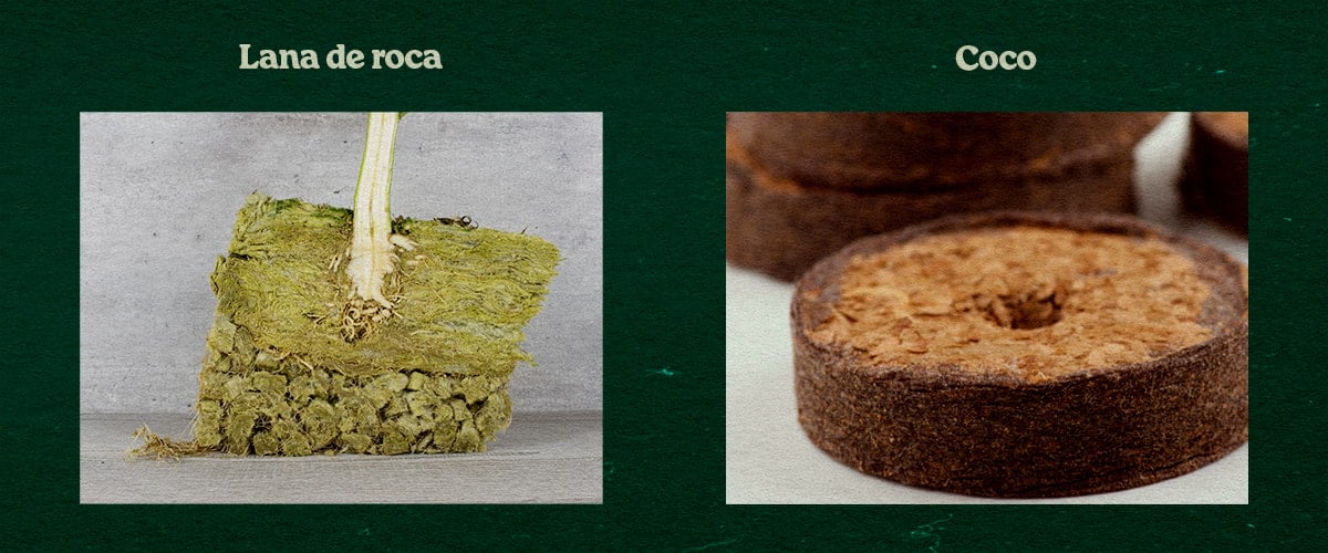 Comparación Sustratos Rockwool y Coco para Cultivo Comparación de sustratos Rockwool y Coco, mostrando una planta en Rockwool verde y un disco Coco, probados para crecimiento.