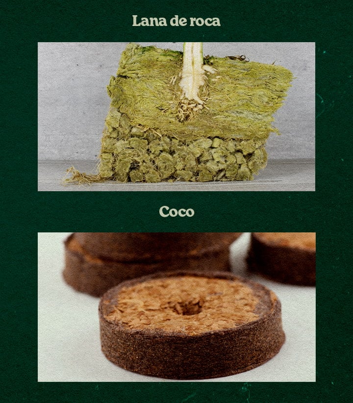 Comparación Sustratos Rockwool y Coco para Cultivo Comparación de sustratos Rockwool y Coco, mostrando una planta en Rockwool verde y un disco Coco, probados para crecimiento.