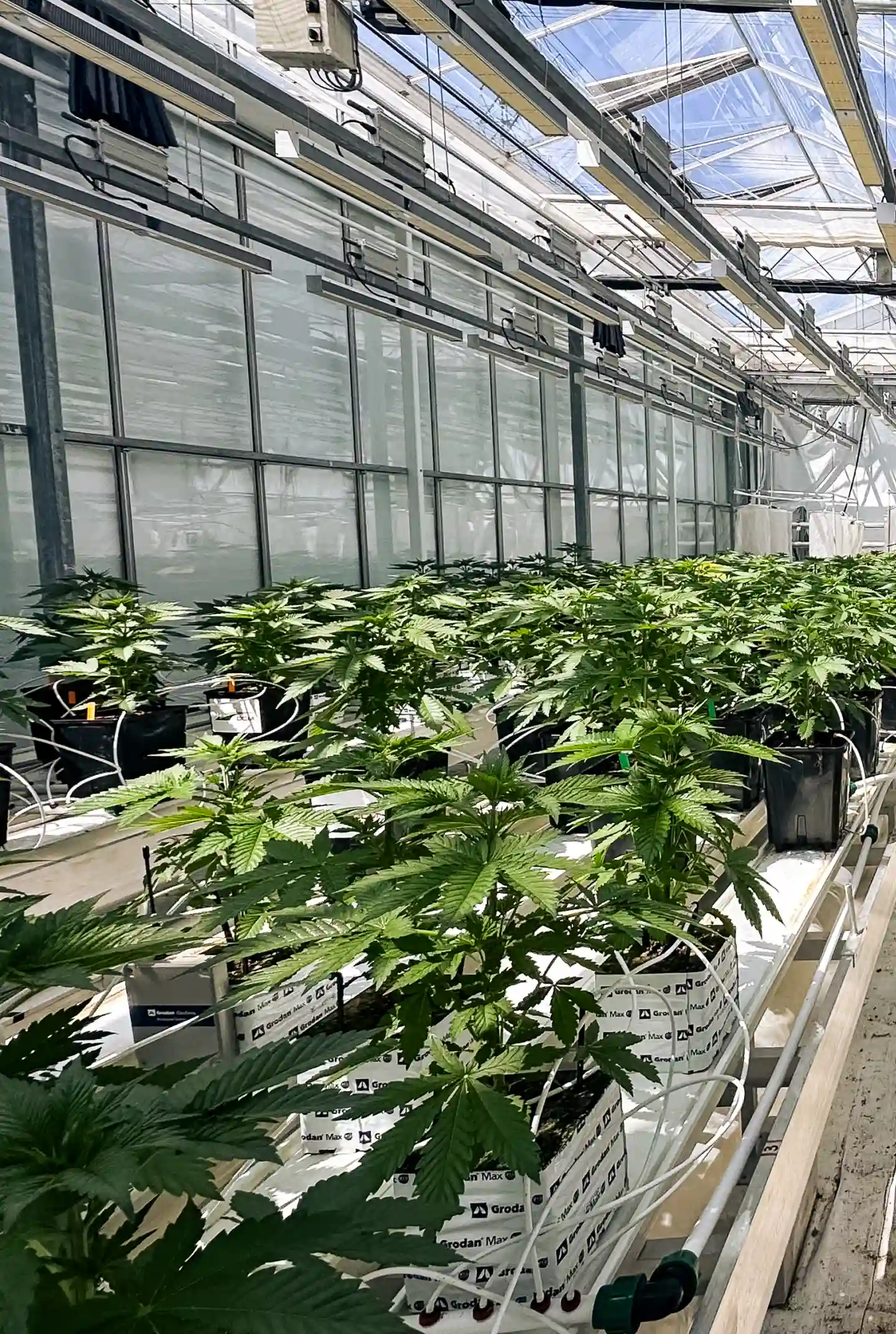 Sala de ensayo de crop steering de cannabis Plantas de cannabis creciendo en una sala de ensayo de invernadero controlado, mostrando bloques de lana de roca, líneas de riego, iluminación intensa sobre la canopia y filas de plantas sanas usadas para la investigación de crop steering.