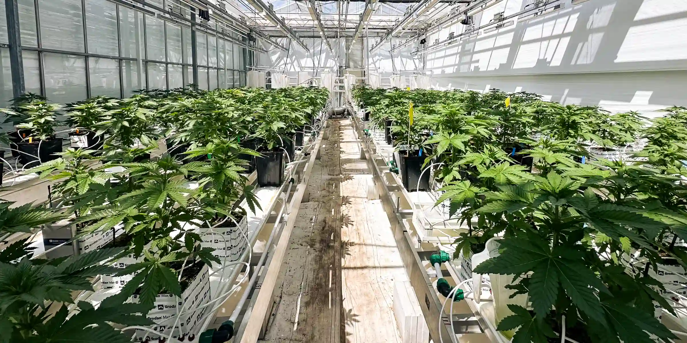 Sala de ensayo de crop steering de cannabis Plantas de cannabis creciendo en una sala de ensayo de invernadero controlado, mostrando bloques de lana de roca, líneas de riego, iluminación intensa sobre la canopia y filas de plantas sanas usadas para la investigación de crop steering.