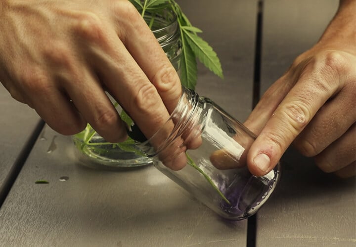 ¿Cuándo deben trasplantarse los esquejes de cannabis?
