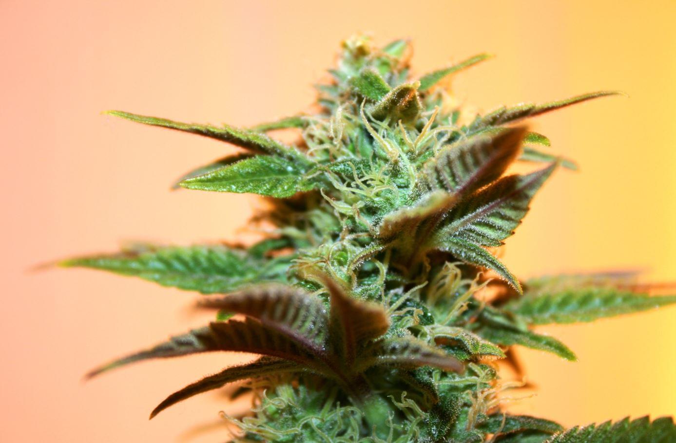 AK 47 semillas de cannabis
