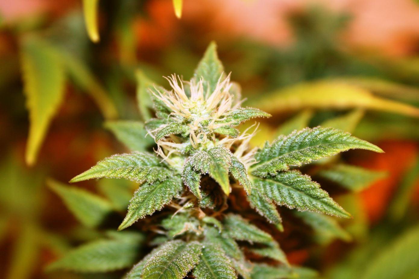 AK 47 semillas de cannabis