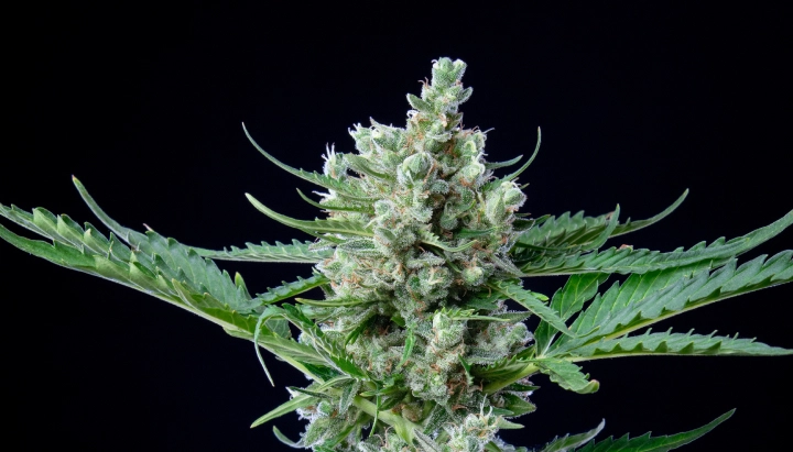 Cogollo de cannabis Royal Bluematic con flores densas y resinosas, pistilos blancos, hojas verdes y crecimiento de floración compacto sobre un fondo oscuro.