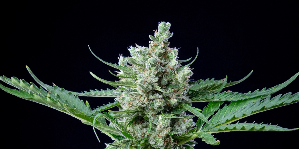 Cogollo de cannabis Royal Bluematic con flores densas y resinosas, pistilos blancos, hojas verdes y crecimiento de floración compacto sobre un fondo oscuro.