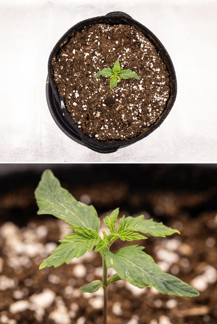 Grow report de Royal Creamatic: semana 1, crecimiento de plántula Plántula de cannabis Royal Creamatic en la semana 1, mostrando crecimiento temprano, hojas verdes, ligera deformación de las hojas y tierra rica en perlita.
