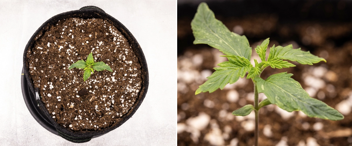 Grow report de Royal Creamatic: semana 1, crecimiento de plántula Plántula de cannabis Royal Creamatic en la semana 1, mostrando crecimiento temprano, hojas verdes, ligera deformación de las hojas y tierra rica en perlita.