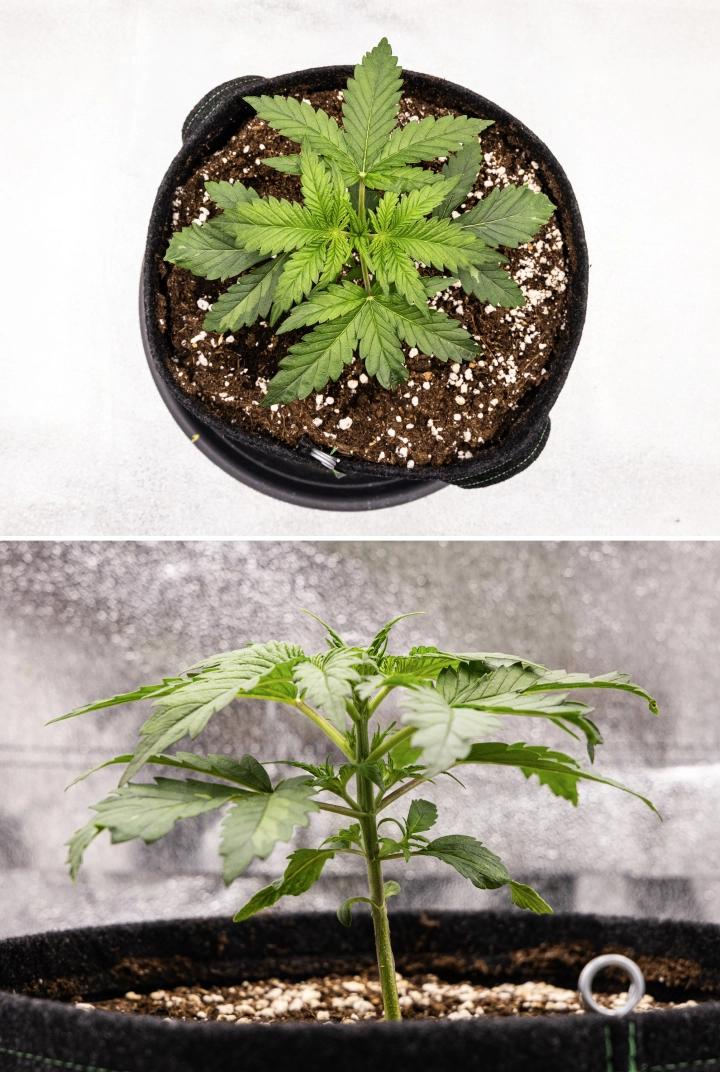 Grow report de Royal Creamatic: semana 2, crecimiento vegetativo Planta de cannabis Royal Creamatic en la semana 2, mostrando crecimiento vegetativo compacto, hojas verdes saludables, entrenudos cortos y tierra rica en perlita.