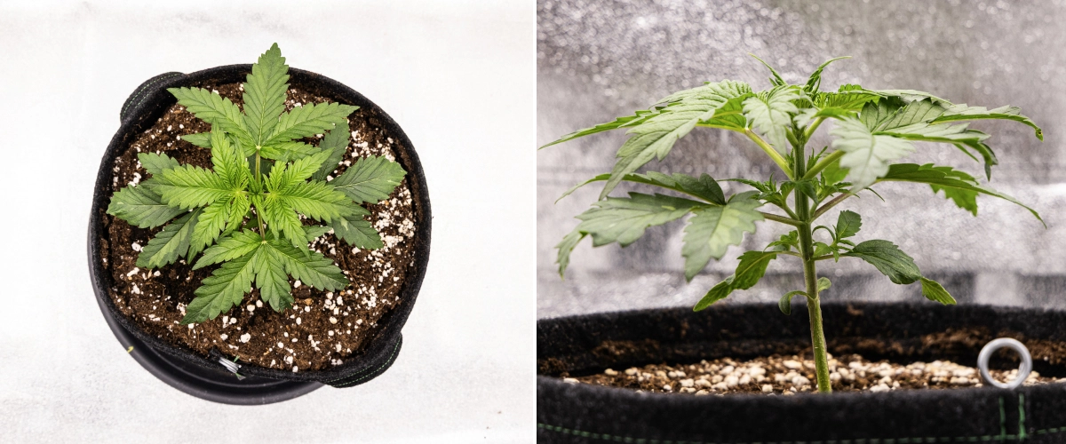 Grow report de Royal Creamatic: semana 2, crecimiento vegetativo Planta de cannabis Royal Creamatic en la semana 2, mostrando crecimiento vegetativo compacto, hojas verdes saludables, entrenudos cortos y tierra rica en perlita.