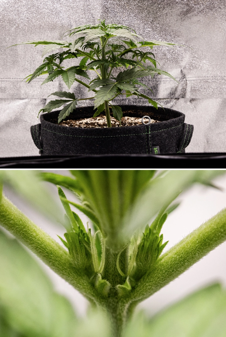 Grow report de Royal Creamatic: semana 3, crecimiento de prefloración Planta de cannabis Royal Creamatic en la semana 3, mostrando crecimiento compacto, follaje saludable, preflores visibles y un tallo joven fuerte.