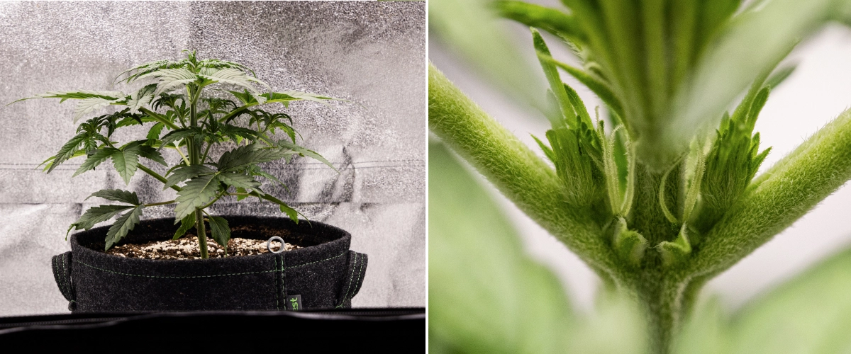 Grow report de Royal Creamatic: semana 3, crecimiento de prefloración Planta de cannabis Royal Creamatic en la semana 3, mostrando crecimiento compacto, follaje saludable, preflores visibles y un tallo joven fuerte.