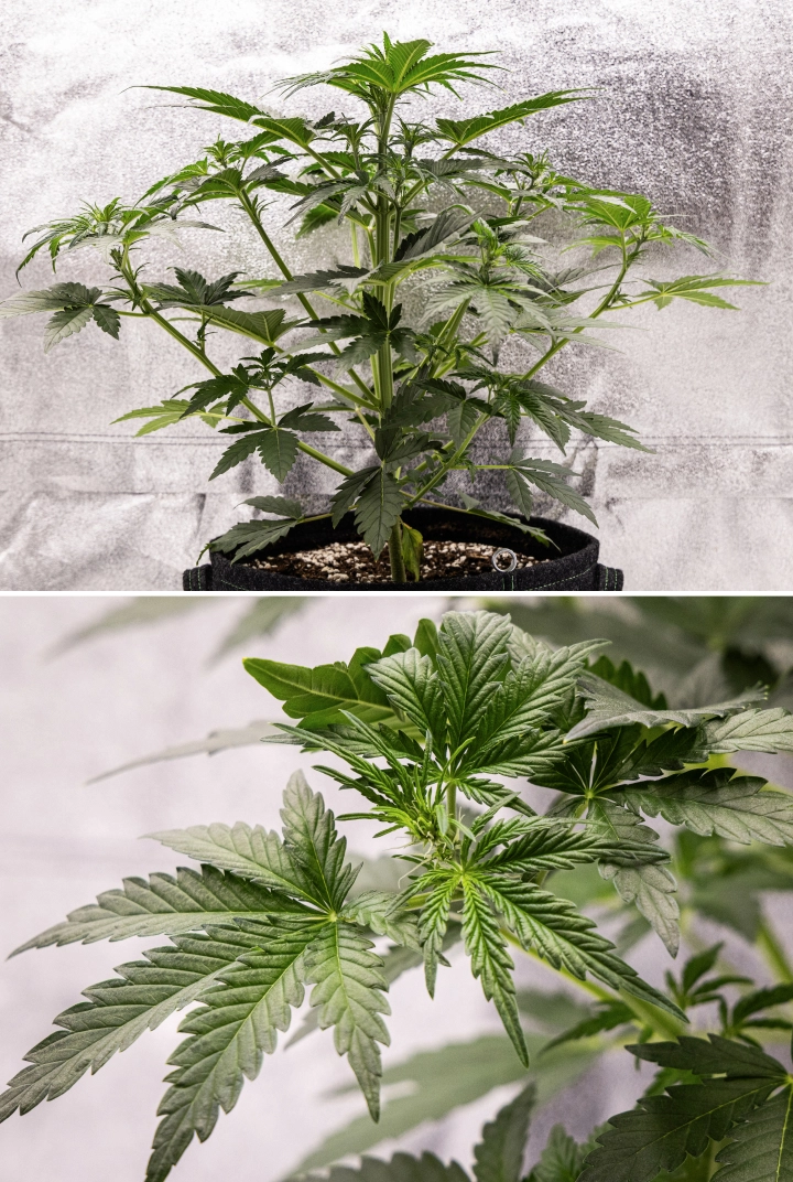 Grow report de Royal Creamatic: semana 4, inicio de floración Planta de cannabis Royal Creamatic en la semana 4, mostrando el inicio de la floración, follaje verde saludable, pistilos frescos y un fuerte desarrollo de ramas.