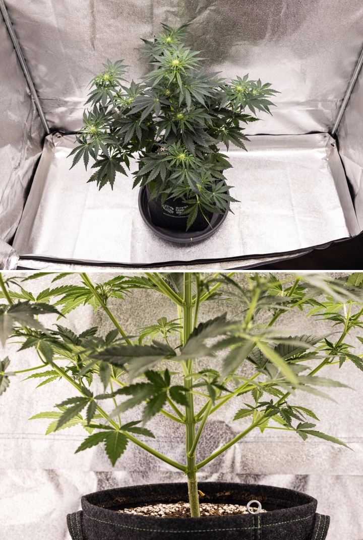 Grow report de Royal Creamatic: semana 5, desarrollo de flores Planta de cannabis Royal Creamatic en la semana 5, mostrando cogollos en desarrollo, follaje verde saludable, ramas fuertes y una estructura de floración equilibrada.