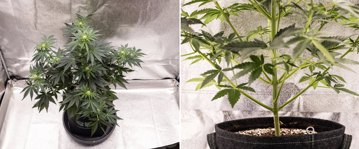 Grow report de Royal Creamatic: semana 5, desarrollo de flores Planta de cannabis Royal Creamatic en la semana 5, mostrando cogollos en desarrollo, follaje verde saludable, ramas fuertes y una estructura de floración equilibrada.