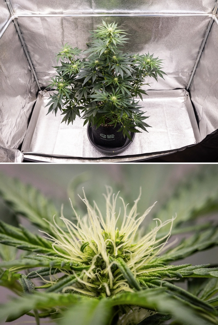Grow report de Royal Creamatic: semana 6, producción de resina Planta de cannabis Royal Creamatic en la semana 6, mostrando cogollos resinosos, pistilos blancos, follaje saludable y una cola principal pronunciada.