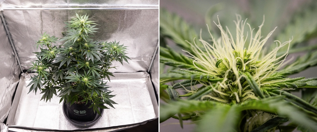 Grow report de Royal Creamatic: semana 6, producción de resina Planta de cannabis Royal Creamatic en la semana 6, mostrando cogollos resinosos, pistilos blancos, follaje saludable y una cola principal pronunciada.