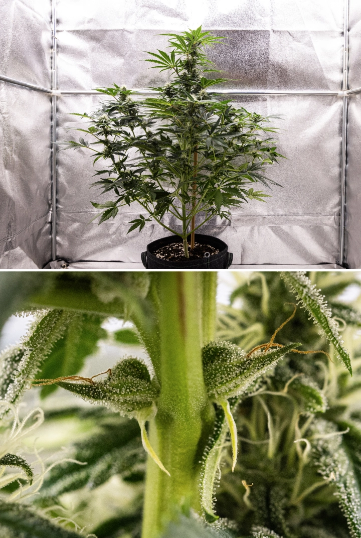 Grow report de Royal Creamatic: semana 7, alta producción de tricomas Planta de cannabis Royal Creamatic en la semana 7, mostrando cogollos escarchados, abundante cobertura de tricomas, pistilos blancos y follaje verde saludable.