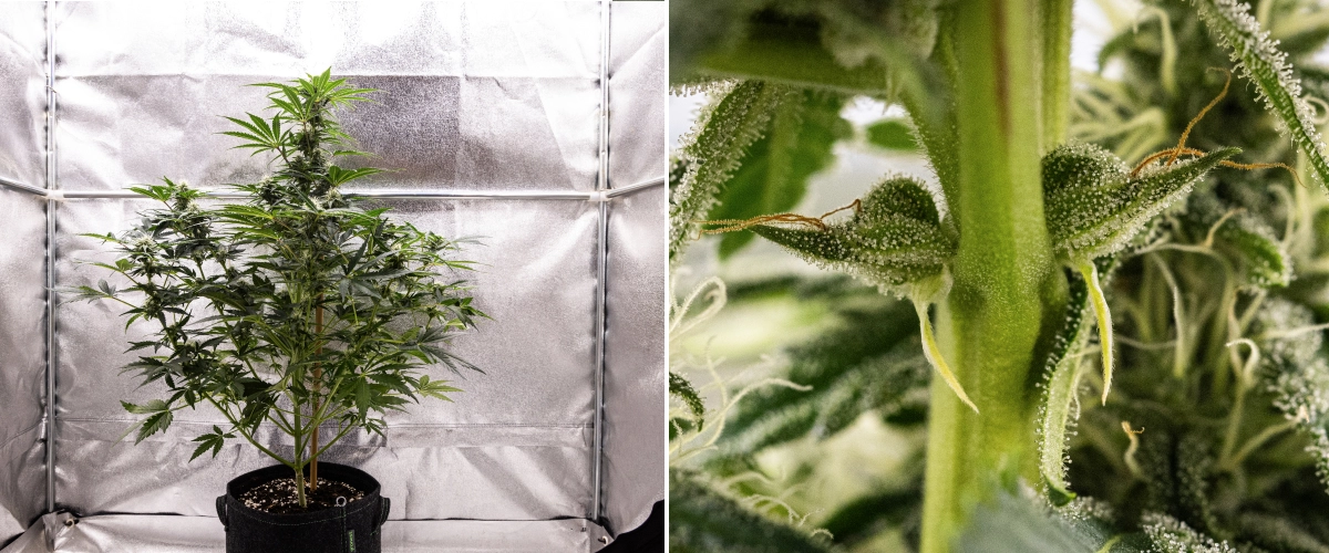 Grow report de Royal Creamatic: semana 7, alta producción de tricomas Planta de cannabis Royal Creamatic en la semana 7, mostrando cogollos escarchados, abundante cobertura de tricomas, pistilos blancos y follaje verde saludable.