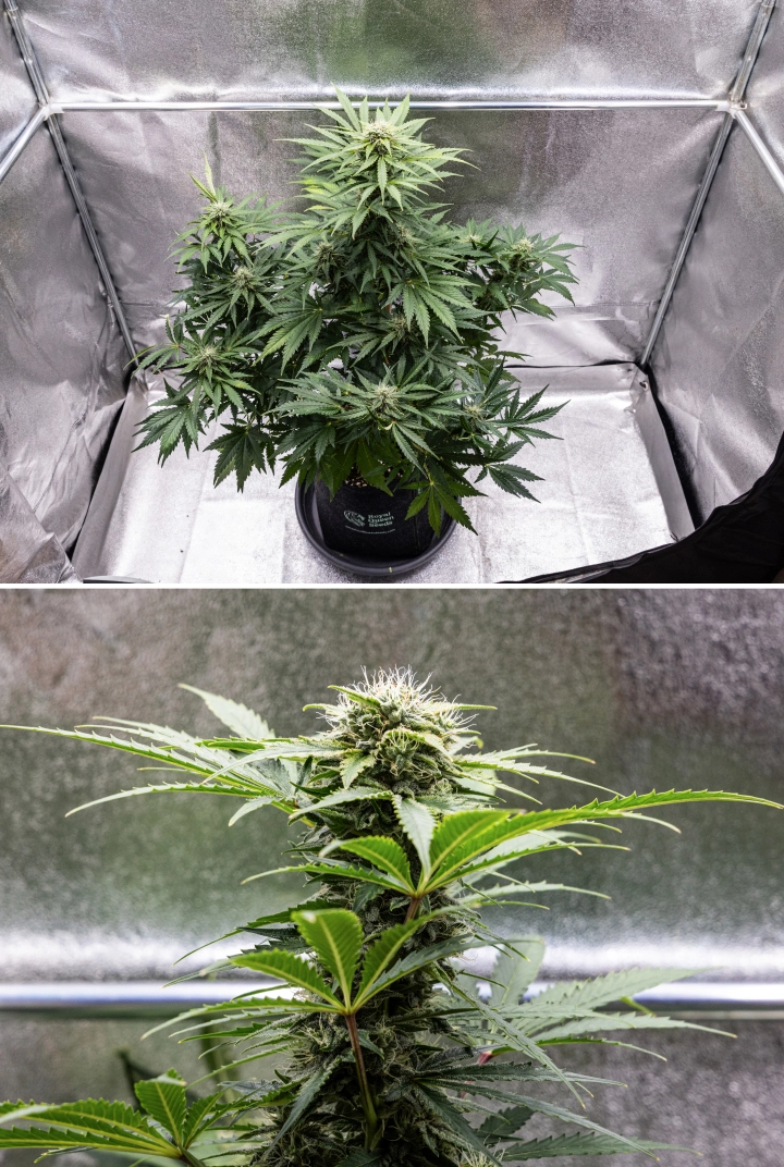 Grow report de Royal Creamatic: semana 8, cogollos densos y pegajosos Planta de cannabis Royal Creamatic en la semana 8, mostrando cogollos densos y pegajosos, tricomas escarchados, pistilos blancos y hojas verdes saludables.