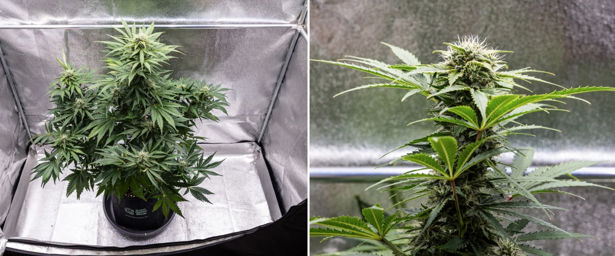 Grow report de Royal Creamatic: semana 8, cogollos densos y pegajosos Planta de cannabis Royal Creamatic en la semana 8, mostrando cogollos densos y pegajosos, tricomas escarchados, pistilos blancos y hojas verdes saludables.