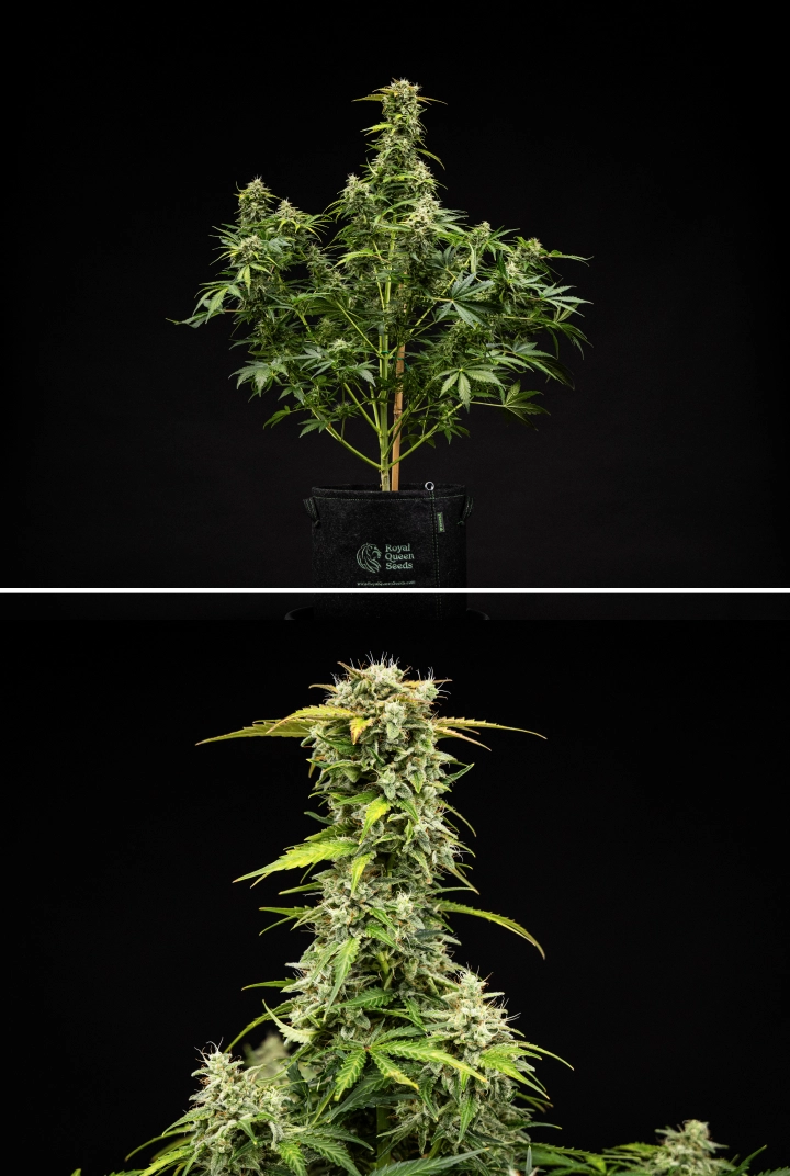 Grow report de Royal Creamatic: semana 9, cogollos listos para cosechar Planta de cannabis Royal Creamatic en la semana 9, mostrando cogollos listos para cosechar, tricomas escarchados, pistilos blancos y una cola principal fuerte.