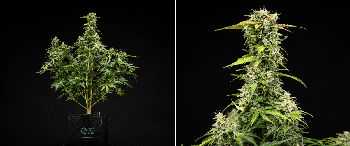 Grow report de Royal Creamatic: semana 9, cogollos listos para cosechar Planta de cannabis Royal Creamatic en la semana 9, mostrando cogollos listos para cosechar, tricomas escarchados, pistilos blancos y una cola principal fuerte.