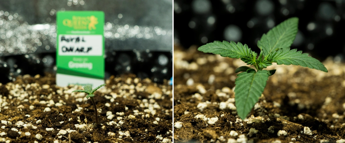 Plántulas de cannabis Royal Dwarf en la semana 1, mostrando crecimiento temprano, hojas verdes, tierra rica en perlita y un paquete de Royal Queen Seeds.