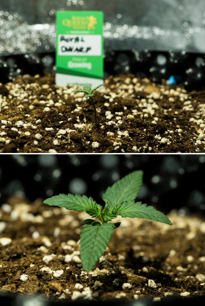 Plántulas de cannabis Royal Dwarf en la semana 1, mostrando crecimiento temprano, hojas verdes, tierra rica en perlita y un paquete de Royal Queen Seeds.