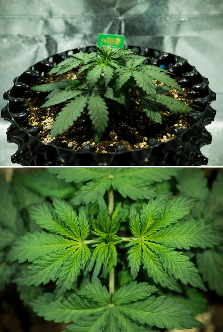 Planta de cannabis Royal Dwarf en la semana 2, mostrando crecimiento vegetativo compacto, hojas verdes saludables, entrenudos cortos y tierra rica en perlita.