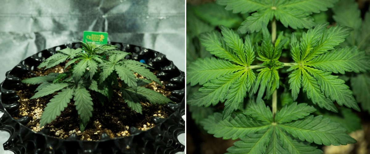 Planta de cannabis Royal Dwarf en la semana 2, mostrando crecimiento vegetativo compacto, hojas verdes saludables, entrenudos cortos y tierra rica en perlita.