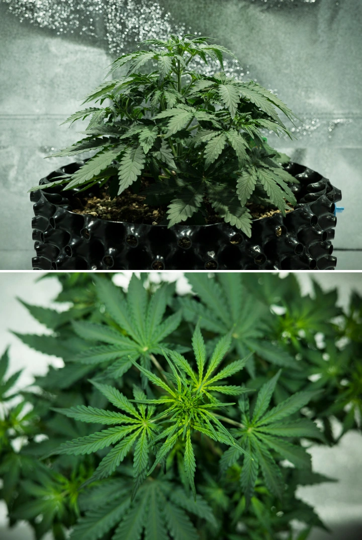 Planta de cannabis Royal Dwarf en la semana 3, mostrando crecimiento compacto y frondoso, señales tempranas de floración, follaje verde saludable y una maceta AirPot.