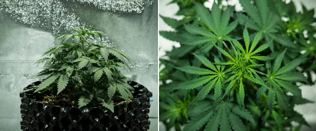 Planta de cannabis Royal Dwarf en la semana 3, mostrando crecimiento compacto y frondoso, señales tempranas de floración, follaje verde saludable y una maceta AirPot.