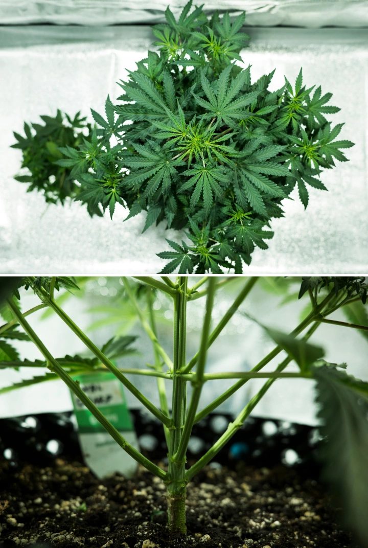 Planta de cannabis Royal Dwarf en la semana 4, mostrando el inicio de la floración, follaje verde saludable, una estructura de ramas fuerte y un tallo principal robusto.