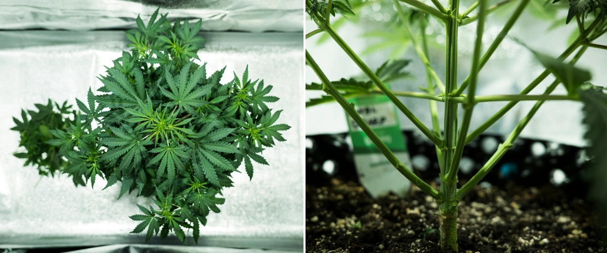 Planta de cannabis Royal Dwarf en la semana 4, mostrando el inicio de la floración, follaje verde saludable, una estructura de ramas fuerte y un tallo principal robusto.