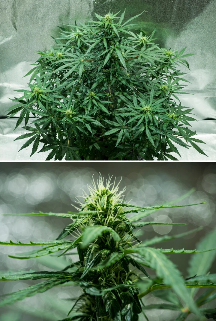 Planta de cannabis Royal Dwarf en la semana 5, mostrando cogollos en desarrollo, pistilos blancos, follaje verde saludable y una estructura de floración compacta.