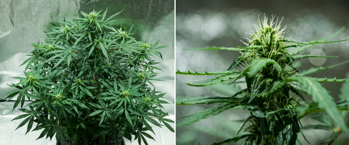 Planta de cannabis Royal Dwarf en la semana 5, mostrando cogollos en desarrollo, pistilos blancos, follaje verde saludable y una estructura de floración compacta.