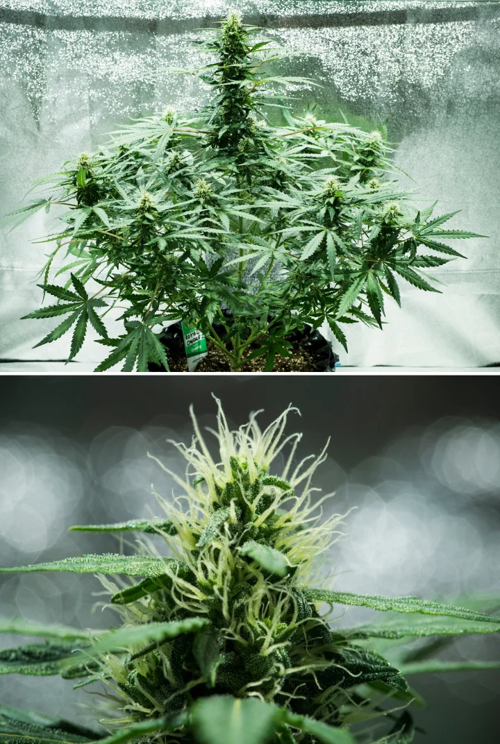 Planta de cannabis Royal Dwarf en la semana 6, mostrando cogollos resinosos, pistilos blancos, follaje saludable y una cola principal alta.