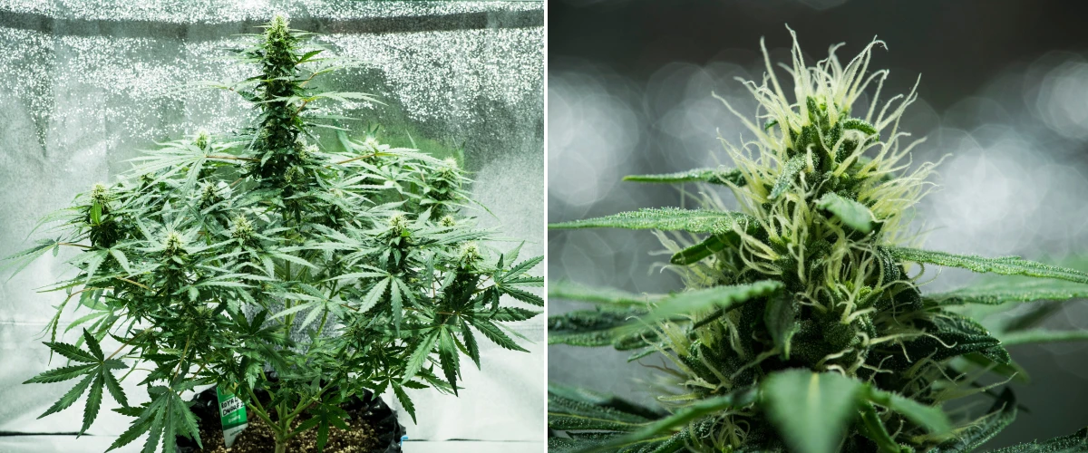 Planta de cannabis Royal Dwarf en la semana 6, mostrando cogollos resinosos, pistilos blancos, follaje saludable y una cola principal alta.