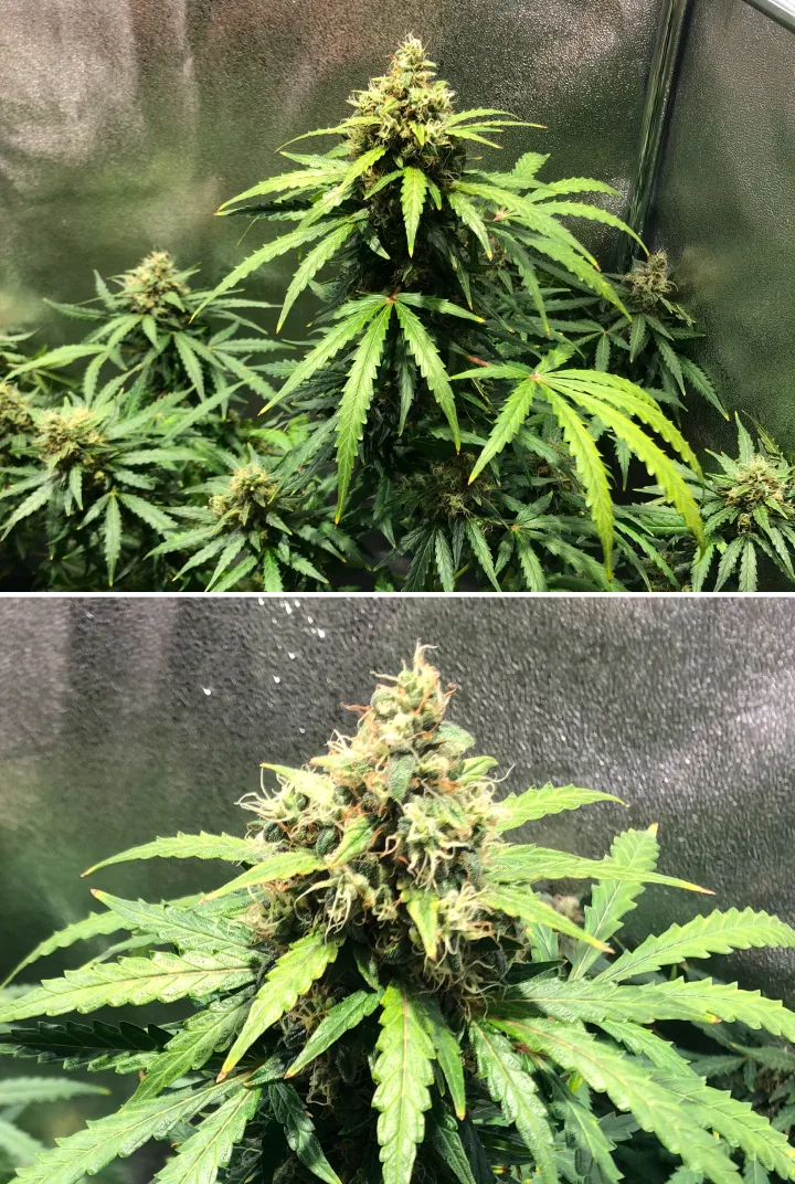 Planta de cannabis Royal Dwarf en la semana 8, mostrando cogollos en floración avanzada, pistilos naranjas, flores resinosas y follaje verde saludable.