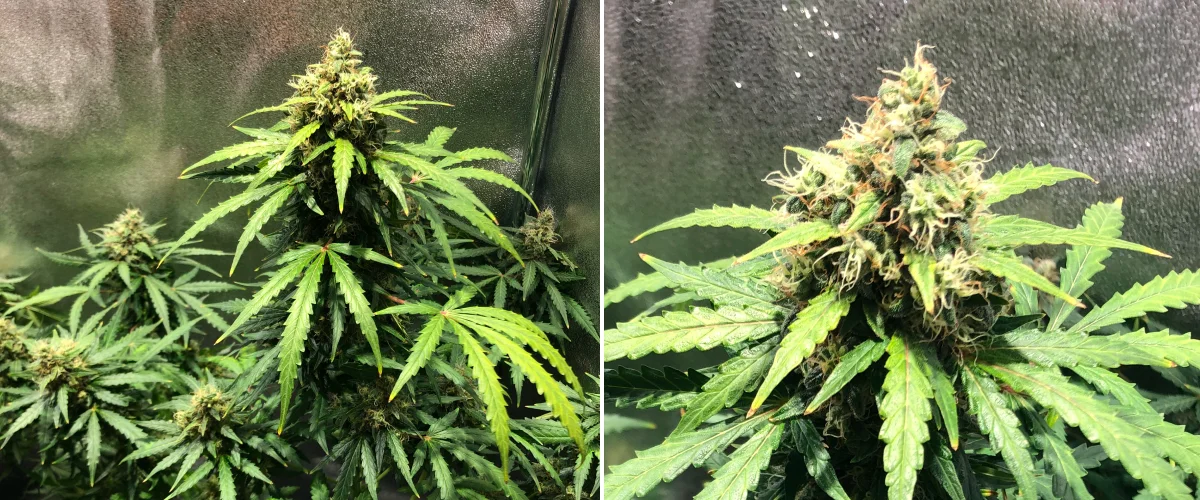 Planta de cannabis Royal Dwarf en la semana 8, mostrando cogollos en floración avanzada, pistilos naranjas, flores resinosas y follaje verde saludable.