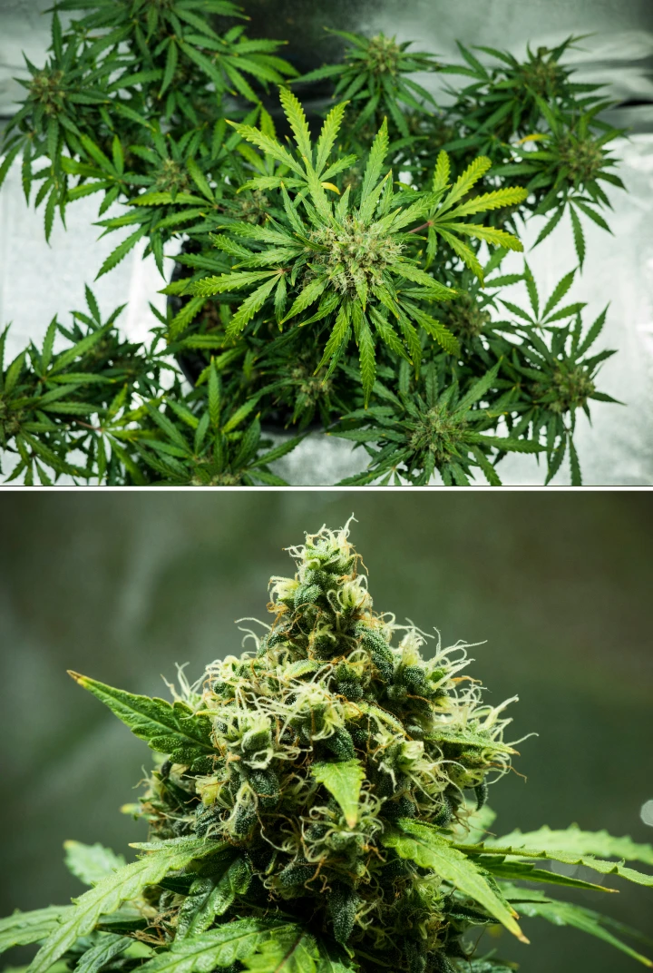 Planta de cannabis Royal Dwarf en la semana 9, mostrando cogollos listos para cosechar, flores densas y resinosas, pistilos naranjas y follaje verde saludable.