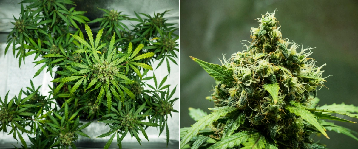 Planta de cannabis Royal Dwarf en la semana 9, mostrando cogollos listos para cosechar, flores densas y resinosas, pistilos naranjas y follaje verde saludable.