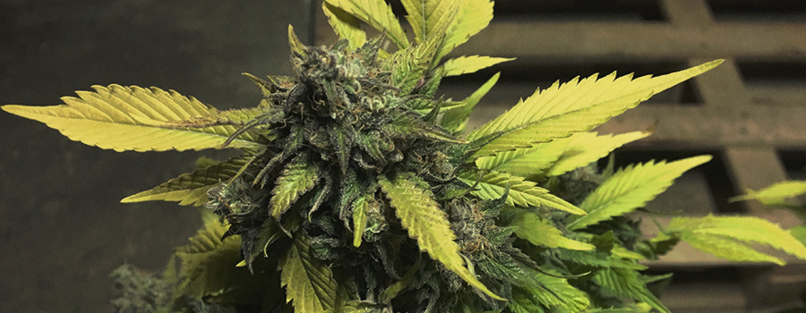 Royal AK Feminized Royal AK Feminized