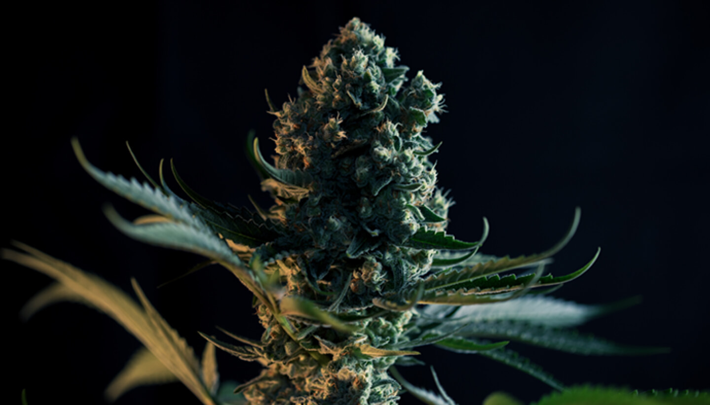 ¿Qué es la variedad Gorilla Glue? ¿Qué es la variedad Gorilla Glue?