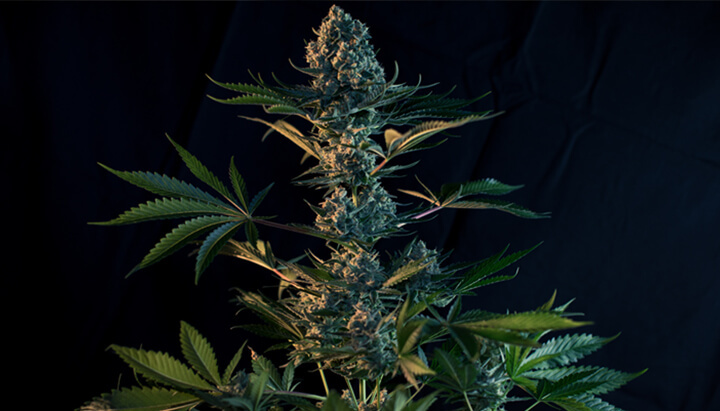 Cultivar la Royal Gorilla: Interior y exterior Cultivar la Royal Gorilla: Interior y exterior